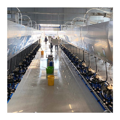 Salon en arête de poisson électrique d'exploitation laitière trayant des systèmes 100 vaches par heure