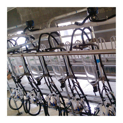 Lignes parallèles machine automatique de lait de salon de traite d'arête de hareng de 20T/H