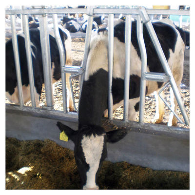 Équipement de machines agricoles de 20 d'ensembles de machines agricoles colliers de force de vache laitière