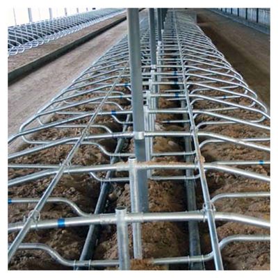 Stalles libres de recourbement ergonomiques de bétail d'équipement de ferme de vache à côté simple