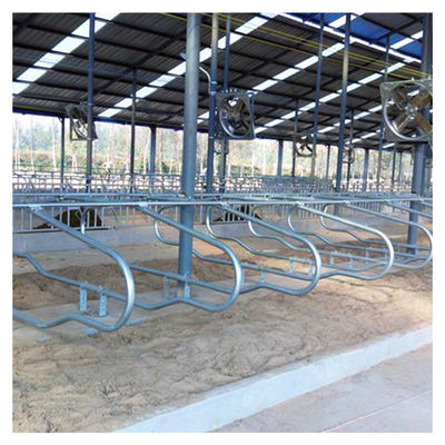 Stalles libres de recourbement ergonomiques de bétail d'équipement de ferme de vache à côté simple