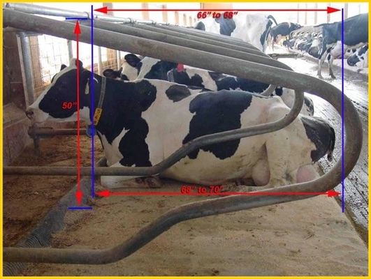 Le type tête à tête 1.30m/cow clôturent Cattle Free Stall de taille ajustable