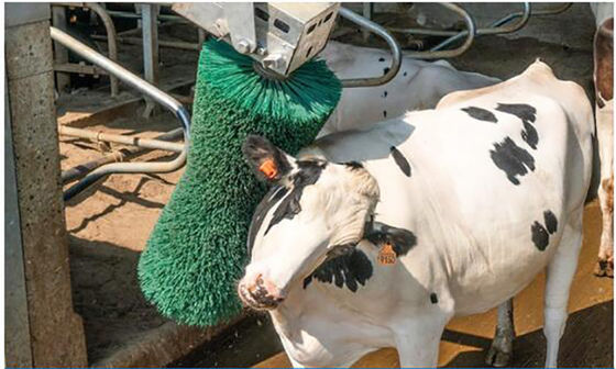 Le massage de vache à équipement d'élevage de volaille balayent la rotation effrayent le rasage balayent