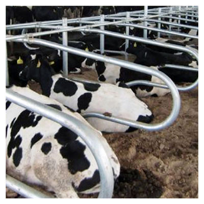 Le double libre de couleur de ruban de grange de stalle de vache à la longueur 2.3m a dégrossi