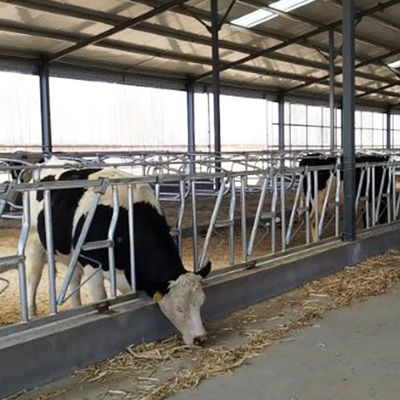 serrure principale de la vache 0.4m/Cow