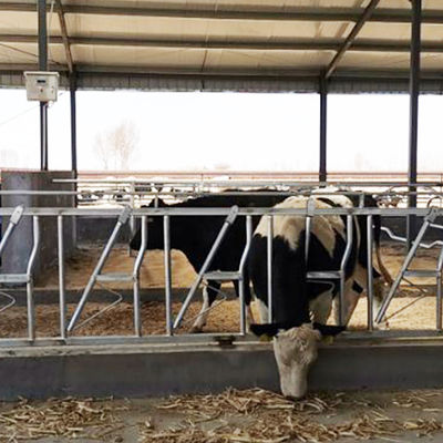 serrure principale de la vache 0.4m/Cow
