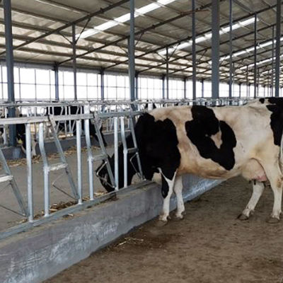 serrure principale de la vache 0.4m/Cow