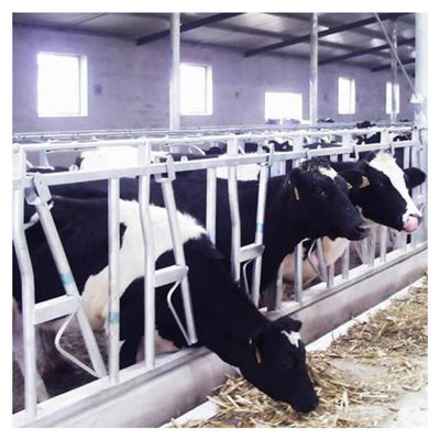 serrure principale de bétail du tuyau d'acier 0.75m/position pour le traitement de alimentation d'exploitation laitière