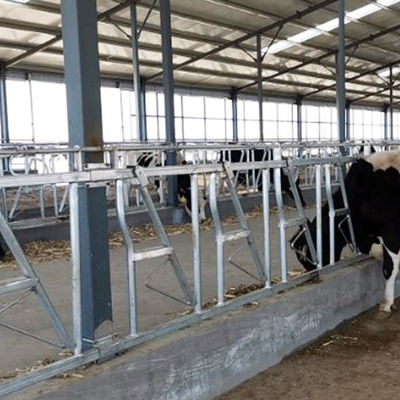 Installés facilement colliers de force construits vigoureux de serrure principale de vache à la largeur 75cm