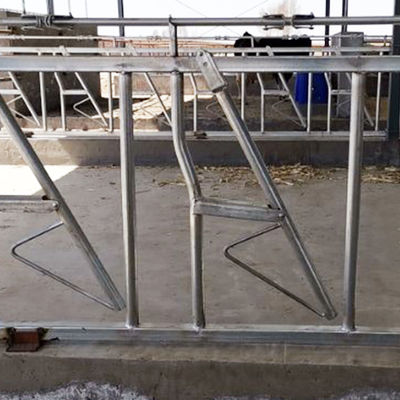 Installés facilement colliers de force construits vigoureux de serrure principale de vache à la largeur 75cm