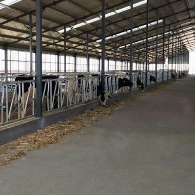 Installés facilement colliers de force construits vigoureux de serrure principale de vache à la largeur 75cm