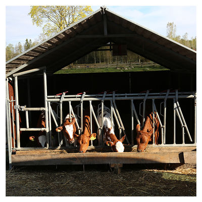 serrure principale de la vache 1.2m/Cow