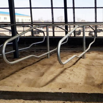Stalles libres galvanisées de tuyau d'acier inoxydable pour le style simple de rangée de vaches