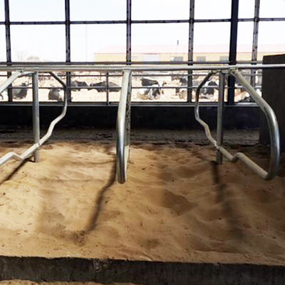 Stalles libres galvanisées de tuyau d'acier inoxydable pour le style simple de rangée de vaches