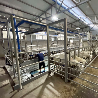 Cuvette d'alimentation en arête de poisson de salon de traite de la chèvre SUS304 type rapide canalisation de sortie