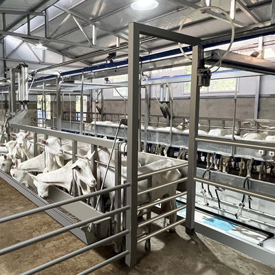 Cuvette d'alimentation en arête de poisson de salon de traite de la chèvre SUS304 type rapide canalisation de sortie