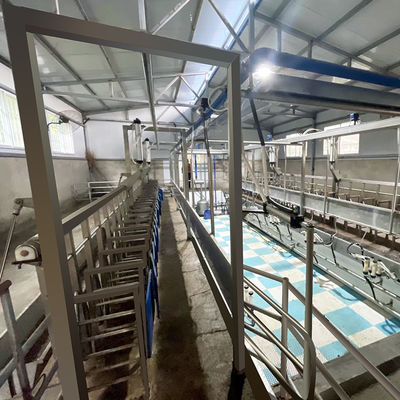 Cuvette d'alimentation en arête de poisson de salon de traite de la chèvre SUS304 type rapide canalisation de sortie