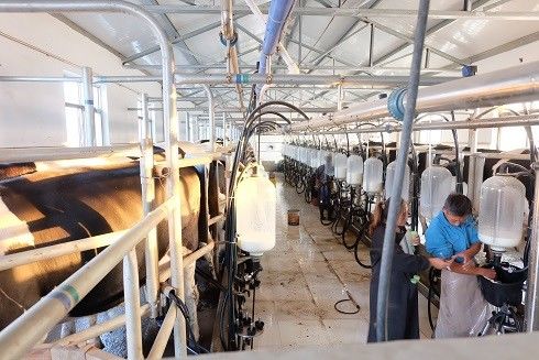 Salon SS304 en arête de poisson trayant l'équipement de vache laitière de systèmes